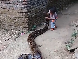 Boy playing with large python leaves the internet spooked