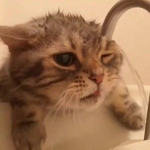 1K views · 251 reactions | Sooo thirsty!!   ☺️ ☺️ | Kitty Cat Fans | Facebook