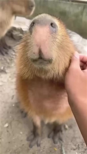 1.7K views · 29 reactions | Capybara The Chillest Animal On Earth #capybara #documentary #fypシ゚ #OMG | Nature Lens | Facebook