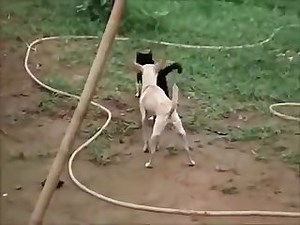19.dog Fucking Cat