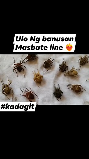 9.5K views · 185 reactions | Ulo Ng banusan #masbateline #gagamba #kadagit | Ryan Kadagit | Facebook