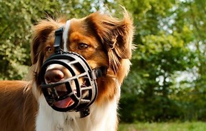 The Great Muzzle Puzzle - Which Dog Muzzle To Buy? - Company Of Animals