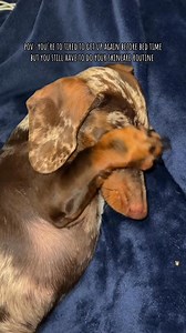 proof that the skincare routine with closed eyes works just as good 👀 ready for my beauty sleep 😴 #puppy #skincare #minidachshund #cutepuppy #bedtime | Nicoles Kirts