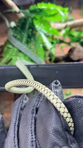 Caption this!!! | Dingo