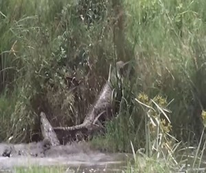 5.8M views · 40K reactions | Fierce battle, cheetah fight hard to get rid of crocodile's sharp teeth | Xuân Amazing Wild | Facebook