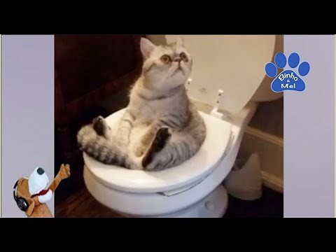 Animais Engraçados - Animais Dublados Binho e Mel #2