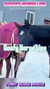 Funny horse mouth clip — hilarious pet horse moments