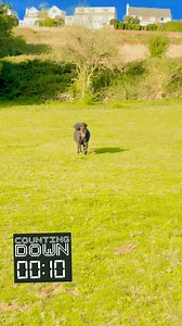 5.9K views · 486 reactions | Pocket Rocket  #rocket #Starlink | The Adventures Of Patrick The Pony | Facebook