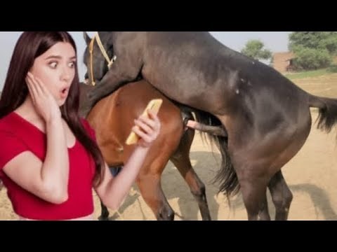 The Complete Horse Breeding Guide | Step by Step Explained"