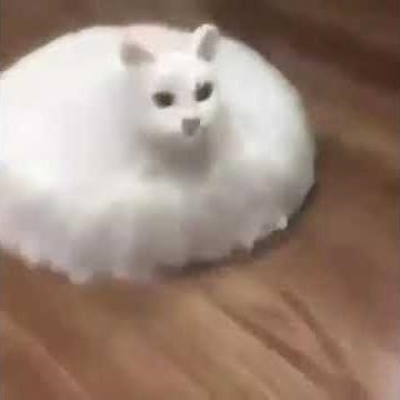 Floating cat meme