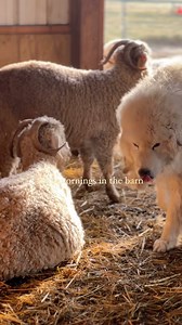 nothing like cool mountain mornings 🏔️ I love waking the does up in the morning and seeing them all asleep in their family groups, cuddled up and warm. 🥰 Then when they see me, they slowly start getting up, stretch, and mosey outside. Thus proceeds a nice, slow morning in the barn, filling up the hay feeders, fresh straw, and the does get to come back for breakfast ☀️ Love these fluffy goaties ♥️ -Rachel | Red Falcon Ranch