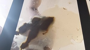 Twink Pushing out Diarrhea on a Glass Plate