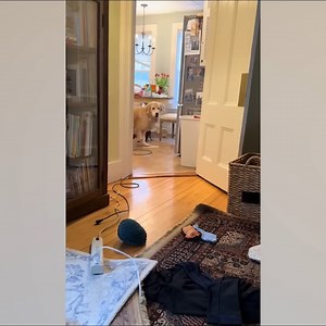 When your dog is overly dramatic 😂 | Whispers in the Dark