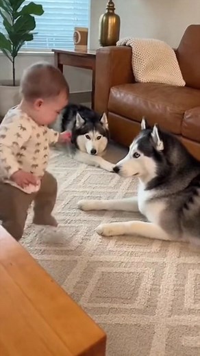 Baby Moves, Husky Collapses Like a Movie Star 🤣🐾 #FunnyPets #BabyPuppy #adorably #funny #baby | Mazhar Sora