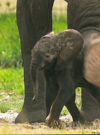 2.8K views · 2.1K reactions | WHEN TWO ELEPHANT BULLS FIGHT So,...