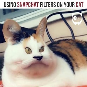 Using snapchat filters on your cat Video by Olive & Rye | Different photos