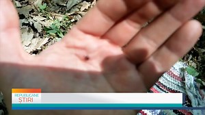 37K views · 283 reactions | Mai multe cazuri de boala Lyme, înregistrate în R. Moldova în 2021 | Телекомпания BTV - Balti, Бельцы | Facebook