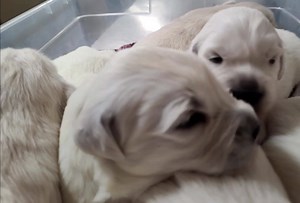 42 reactions | Tickle Tickle. | Syrah Goldens - The Golden Connection | Facebook