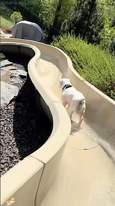 Dogs love playing on the slide😜#dogsoftiktok #puppy #cute #funnydog #fyp