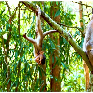 2.7K views · 143 reactions | New Style for Tiny Baby Monkey Ariana when go to the top tree | Monkey Post | Facebook