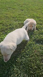 Beautiful Tuesday! ❤️ | Silver Family Farm Labs