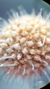 This grass seed looks nothing like you expect