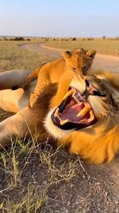 Playful Lion Cub in the Wild. Playful lion cub bonding with dad 🦁💛. Watch this young cub learn strength, balance, and survival in the African savanna! #LionCub #Wildlife #SafariAnimals #Viralreels #Cub | WildNova