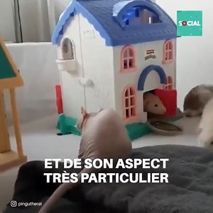 14K views · 583 reactions | Ce rat est né chauve et personne ne voulait l’adopter à cause de son apparence. Mais une jeune femme a réussi à voir son grand cœur et elle a décidé de l’adopter et de lui donner un foyer. Ils sont tous les deux très heureux ensemble ! | Social | Facebook