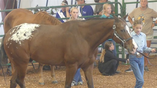 See highlights from the Large Animal Showman of Showmen fair competition