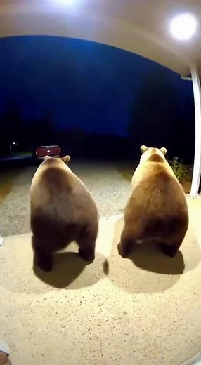 Bear Surprises Homeowner at the Doorbell