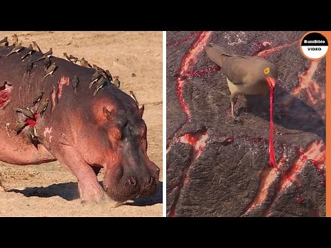 These Birds Ruthlessly Eats Hippo's Flesh Alive