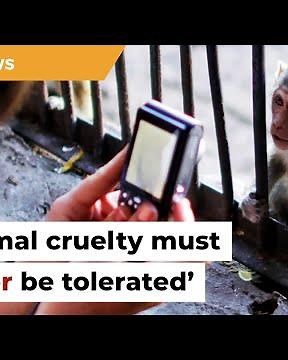 Review NFA on animal ‘torture porn’ report, urge UK and US groups