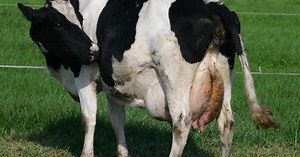 Calving cows | DairyNZ