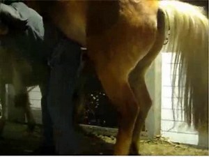 [ Porno cheval ] Partouze incroyable entre un homme et des chevaux