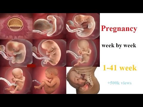 Pregnancy Week By Week // 1-41 Weeks Fetal Developments | medical knowledge