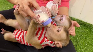 64K views · 3.4K reactions | So Lovely Baby Lion & Sono Drinking Milk | Monkey Kid | Facebook