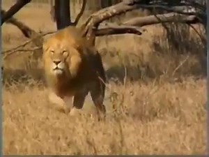 A lion preys on a leopard | Eagle Cam