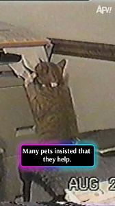 When the workload gets ruff! 🐾 | AFV Classics