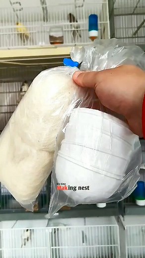 22K views · 319 reactions | Nesting preparation ‌ #nest #canarybreeding #glostercanary #Canáriocolor #kanarek #canarie #Canárias #الكناري #birds #カナリア鳥 #Канария #kanarya #cazacanario #ক্যানারি #कैनरी | Fabio Canavarro | Facebook