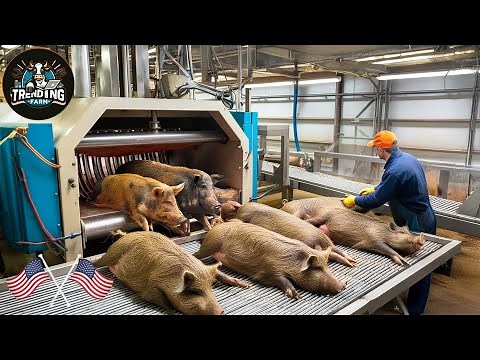 Texas Farmer’s Wild Hog Trap That Actually Works – Full Processing Shown!