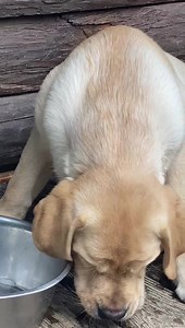 62 reactions · 4 comments | Summertime  流 cubes!!!  | Fairfax Pines Labrador Retrievers | Facebook