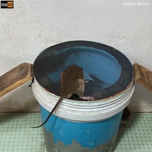22K views | Mouse Trap Homemade/PVC Water Bottle Mouse Trap/DIY make A Mouse Trap Homemade/Mouse Reject Credit: Mouse Reject - youtu. be/9ewUnmajlYA | SHIVA The way of Defence | Facebook