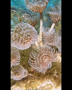 FEATHER DUSTERS. It's the most wonderful things i have ever seen in my entire diving life.❤ @oceans.unknown | Scuba Diving Shop | Facebook