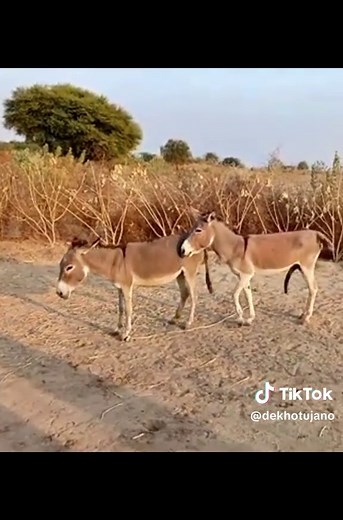 Understanding Donkey and Horse Mating Behavior