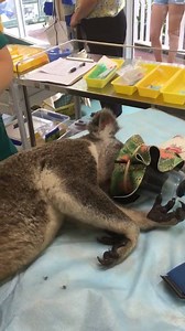 1.4K views · 132 reactions | Koalas are very territorial and can be fiesty when they want to protect their space! This male koala got into fight up a tree with another koala and fell 8 metres onto the gound. He has a small wound under his chin and the vets are doing a number of tests to record data and check if he has any internal injuries. Fingers crossed his results come back positive and will be release back to the wild soon. | Currumbin Wildlife Hospital | Facebook