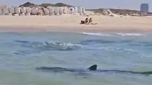 Shark attack reported in Hadera, rescue workers searching for diver - i24NEWS
