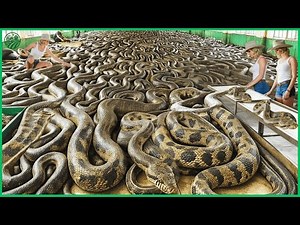 How Giant Python Farming Raises Millions of Pythons for Meat and Leather in Modern Farming in China