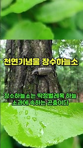 국내 유일한 천연기념물 곤충 장수하늘소 #뉴스 #올바른정보#자연보호#천연기념물곤충