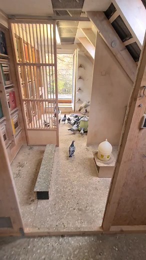 8.8K views · 2.7K reactions | Everyone really enjoyed it. Fresh air came in through the open window. #reelsinstagram #reels #reelsinstagram #racingpigeons | kemper racing pigeons germany | Facebook