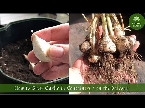 How to Grow Garlic in Containers / on the Balcony | From Garlic Cloves to Harvest